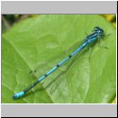 Coenagrion puella - Hufeisen-Azurjungfer m01.jpg